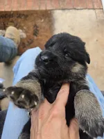 Roxy, a female German Shepherd Dog for sale in Forest City, NC – 5 of 10
