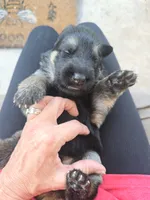 Tyson, a male German Shepherd Dog for sale in Forest City, NC – 1 of 7