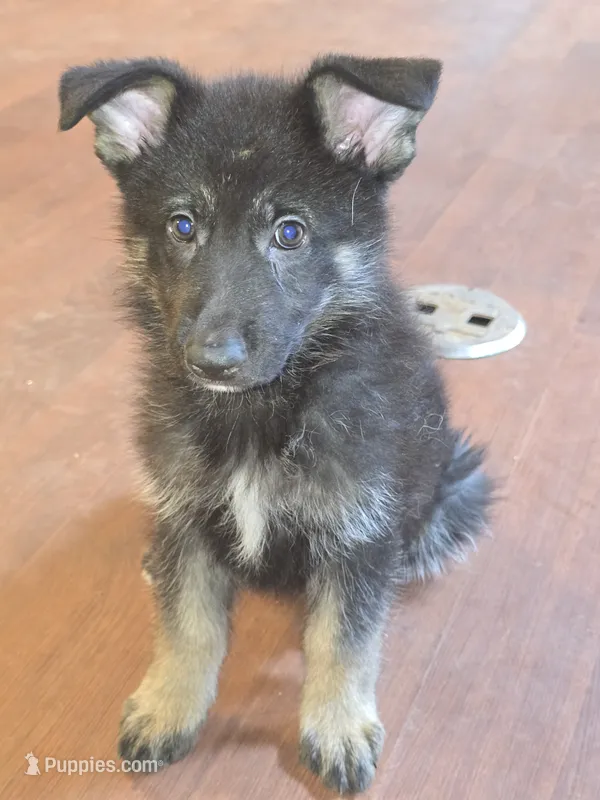 Storm – German Shepherd Dog puppy for sale in Forest City, NC