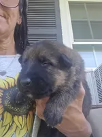 Apollo, a male German Shepherd Dog for sale in Forest City, NC – 4 of 7