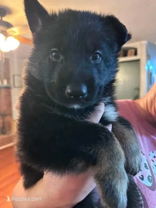 Tyson – German Shepherd Dog puppy for sale in Forest City, NC