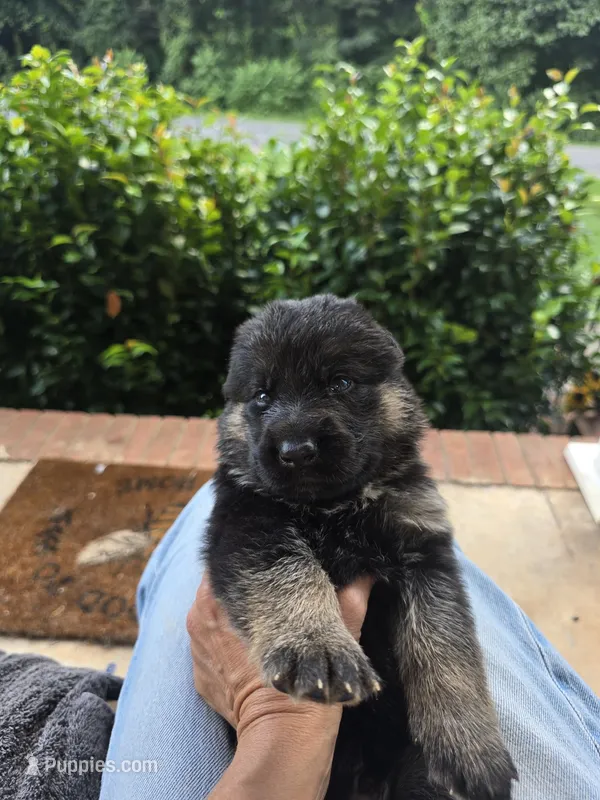 Zeus – German Shepherd Dog puppy for sale in Forest City, NC