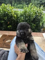 Roxy, a female German Shepherd Dog for sale in Forest City, NC – 3 of 10