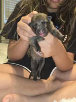 Zeus, a male German Shepherd Dog for sale in Forest City, NC – 4 of 5
