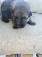 Apollo, a male German Shepherd Dog for sale in Forest City, NC – 3 of 7