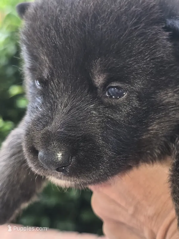 Roxy – German Shepherd Dog puppy for sale in Forest City, NC