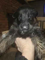 Luna, a female German Shepherd Dog for sale in Forest City, NC – Photo 10 of 10