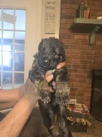 Luna, a female German Shepherd Dog for sale in Forest City, NC – Photo 9 of 10