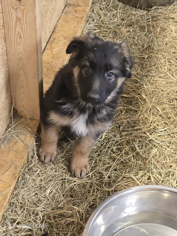 Storm – German Shepherd Dog puppy for sale in Forest City, NC