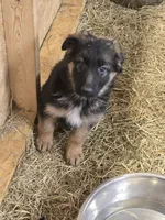Storm, a female German Shepherd Dog for sale in Forest City, NC – Photo 3 of 9
