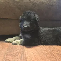 Storm, a female German Shepherd Dog for sale in Forest City, NC – Photo 4 of 9