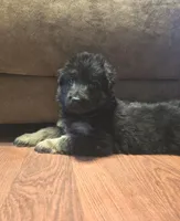 Luna, a female German Shepherd Dog for sale in Forest City, NC – Photo 3 of 10