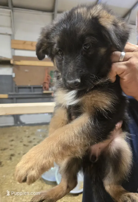 Storm – German Shepherd Dog puppy for sale in Forest City, NC