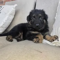 Storm, a female German Shepherd Dog for sale in Forest City, NC – Photo 2 of 9