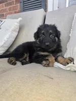 Luna, a female German Shepherd Dog for sale in Forest City, NC – Photo 1 of 10