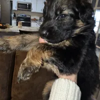 Storm, a female German Shepherd Dog for sale in Forest City, NC – Photo 7 of 9