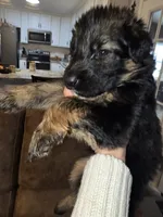 Luna, a female German Shepherd Dog for sale in Forest City, NC – Photo 8 of 10