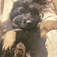 Storm, a female German Shepherd Dog for sale in Forest City, NC – Photo 3 of 9