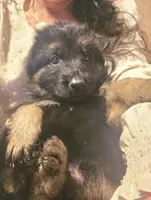 Luna, a female German Shepherd Dog for sale in Forest City, NC – Photo 2 of 10