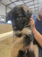 Storm, a female German Shepherd Dog for sale in Forest City, NC – Photo 6 of 9