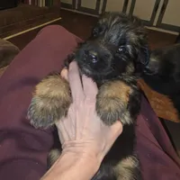 Storm, a female German Shepherd Dog for sale in Forest City, NC – Photo 6 of 9