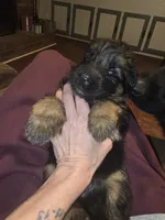 Luna, a female German Shepherd Dog for sale in Forest City, NC – Photo 5 of 10