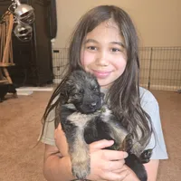 Storm, a female German Shepherd Dog for sale in Forest City, NC – Photo 9 of 9