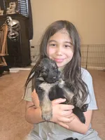 Luna, a female German Shepherd Dog for sale in Forest City, NC – Photo 7 of 10