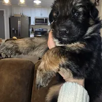 Storm, a female German Shepherd Dog for sale in Forest City, NC – Photo 8 of 9