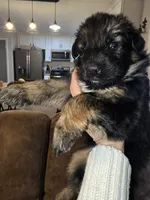 Luna, a female German Shepherd Dog for sale in Forest City, NC – Photo 6 of 10