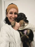 Luna, a female German Shepherd Dog for sale in Forest City, NC – Photo 4 of 10