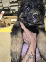 Tyson, a male German Shepherd Dog for sale in Forest City, NC – Photo 10 of 10