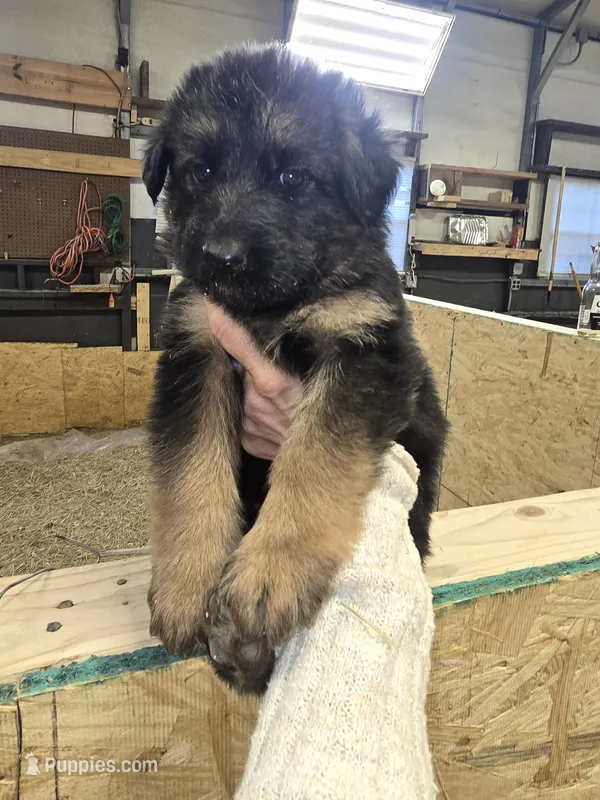 Tyson – German Shepherd Dog puppy for sale in Forest City, NC