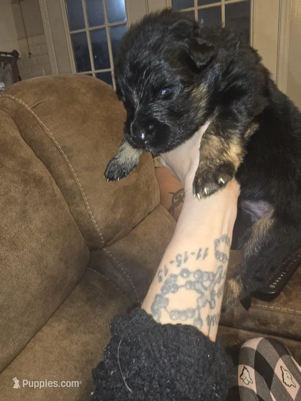 Tyson – German Shepherd Dog puppy for sale in Forest City, NC