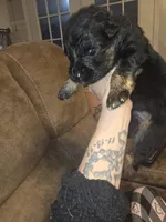 Tyson, a male German Shepherd Dog for sale in Forest City, NC – Photo 3 of 10