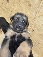 Tyson, a male German Shepherd Dog for sale in Forest City, NC – Photo 9 of 10