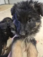 Tyson, a male German Shepherd Dog for sale in Forest City, NC – Photo 8 of 10