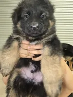 Tyson, a male German Shepherd Dog for sale in Forest City, NC – Photo 6 of 10