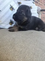 Tyson, a male German Shepherd Dog for sale in Forest City, NC – Photo 2 of 10