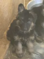 Tyson, a male German Shepherd Dog for sale in Forest City, NC – Photo 2 of 10