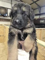 Tyson, a male German Shepherd Dog for sale in Forest City, NC – Photo 7 of 10