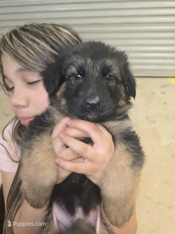 Tyson – German Shepherd Dog puppy for sale in Forest City, NC