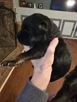 Tyson, a male German Shepherd Dog for sale in Forest City, NC – Photo 4 of 4