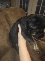 Tyson, a male German Shepherd Dog for sale in Forest City, NC – Photo 10 of 10