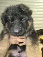 Tyson, a male German Shepherd Dog for sale in Forest City, NC – Photo 3 of 10