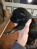 Tyson, a male German Shepherd Dog for sale in Forest City, NC – Photo 3 of 4