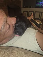 Tyson, a male German Shepherd Dog for sale in Forest City, NC – Photo 4 of 10