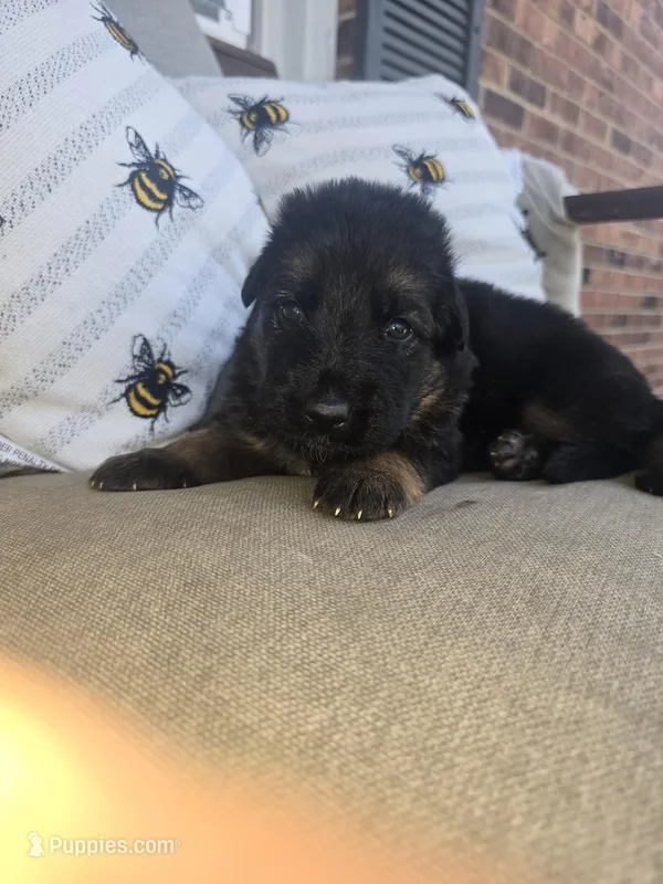 Tyson – German Shepherd Dog puppy for sale in Forest City, NC
