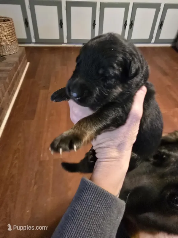 Tyson, a male German Shepherd Dog for sale in Forest City, NC – Photo 1 of 4