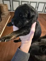 Tyson, a male German Shepherd Dog for sale in Forest City, NC – Photo 2 of 4